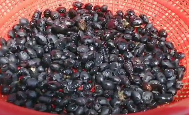 검정콩 파종시기와 거름 주는 방법 꿀팁 1