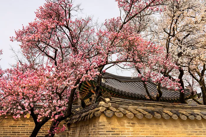 창덕궁 만첩홍매화 개화시기 명소_7