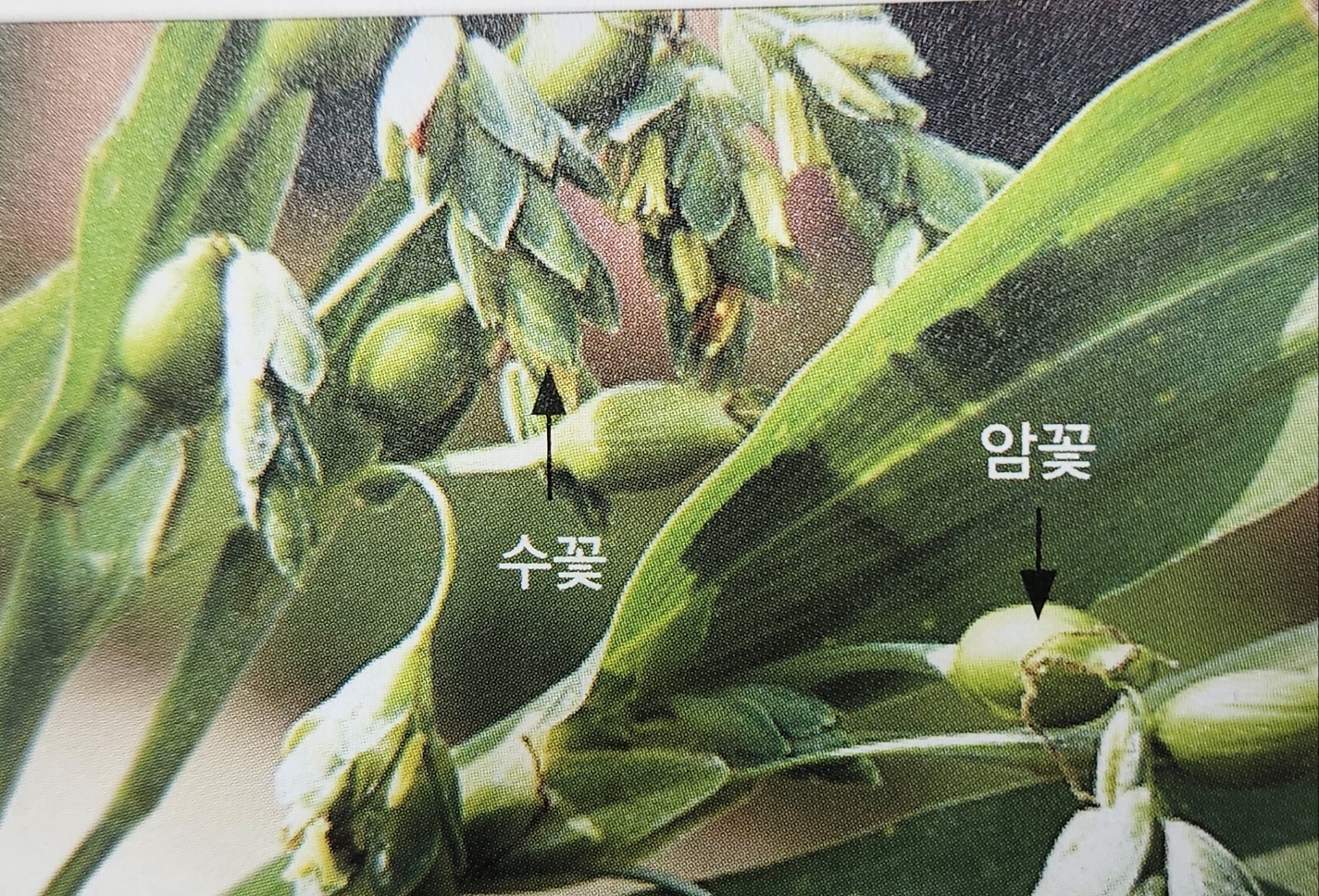 율무
