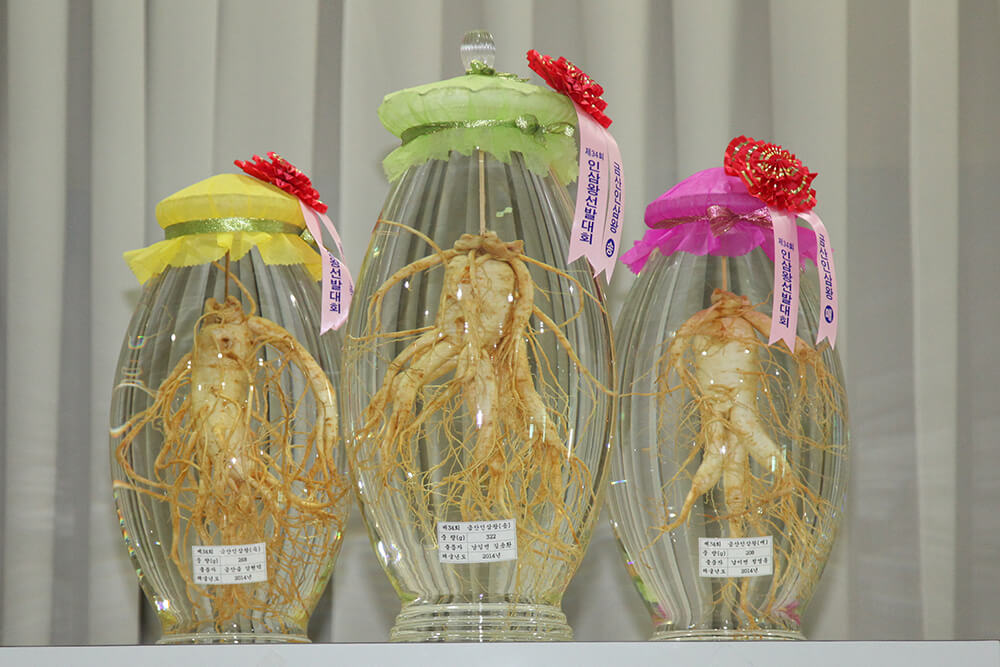 인삼 왕 선발대회