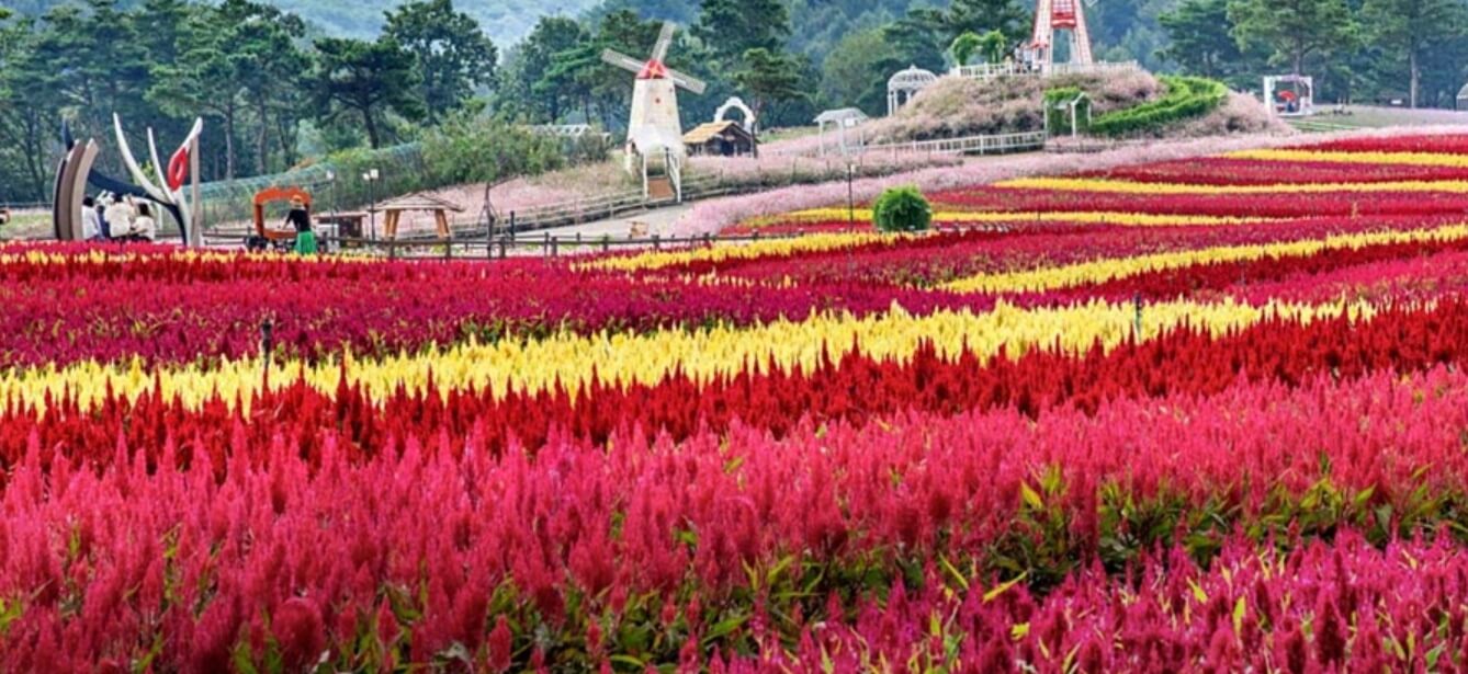 천일홍 붉게 물든 꽃밭