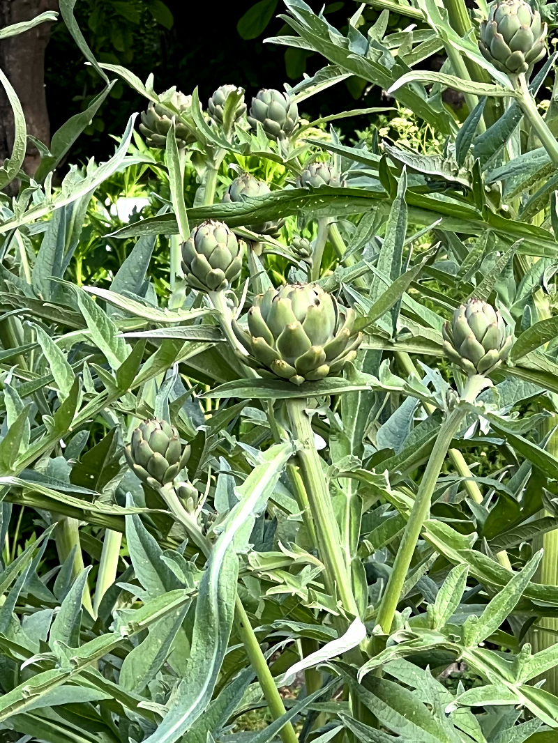 보르도 식물원(Jardin Public) 다양한 꽃