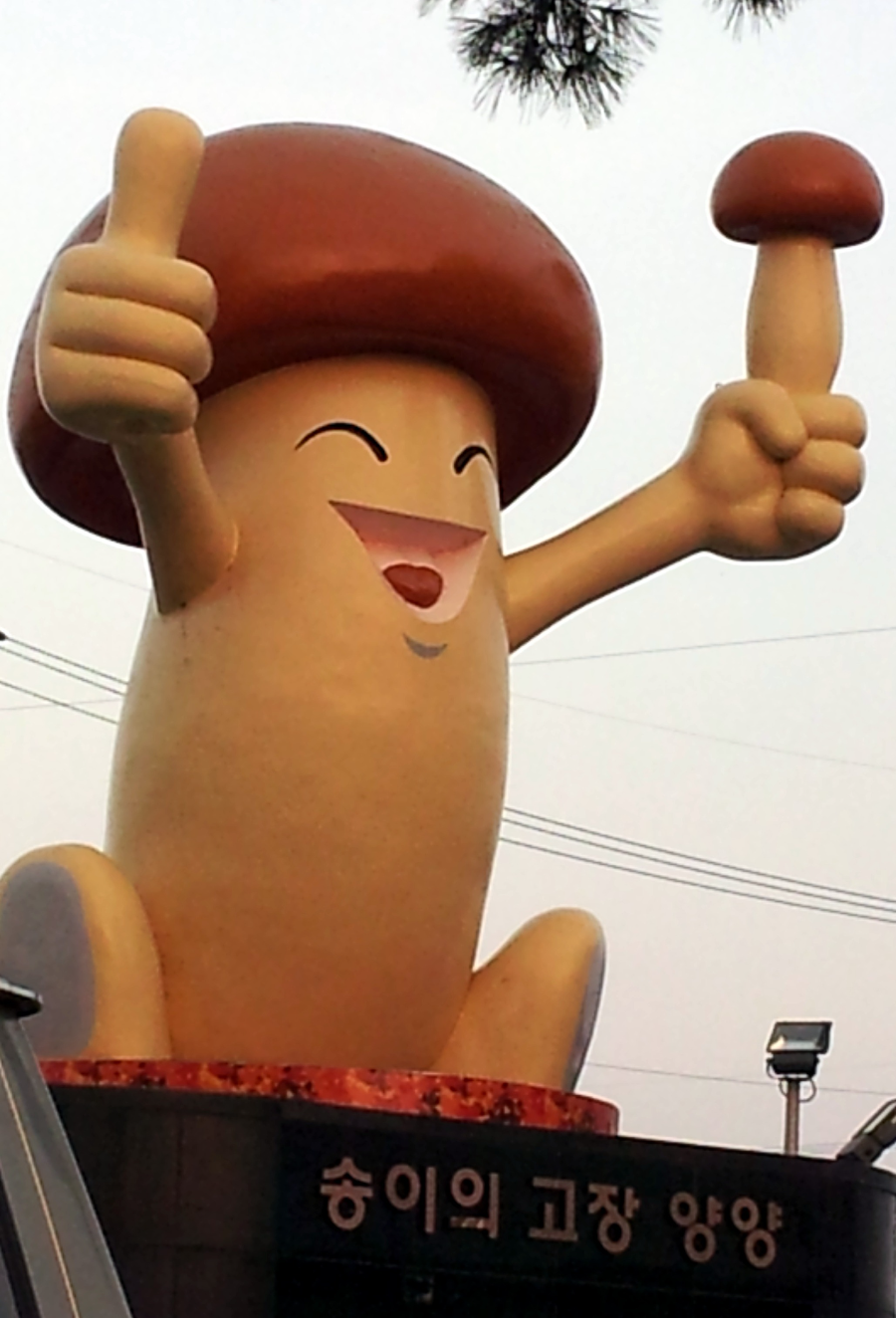 양양 송이버섯축제 가을 여행 팁