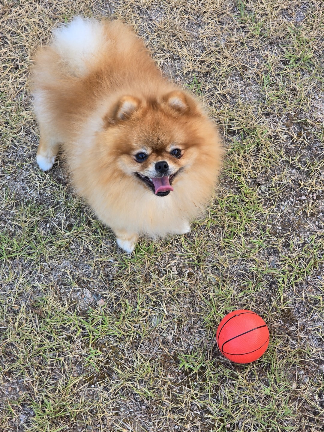 강아지 관련 사진