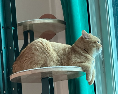 고양이 심장사상충 비용