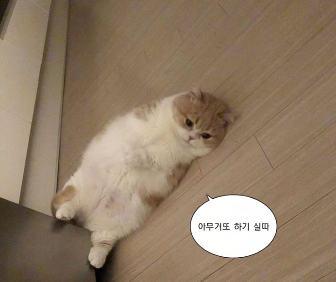 밈 - 고양이 누워있는 사진