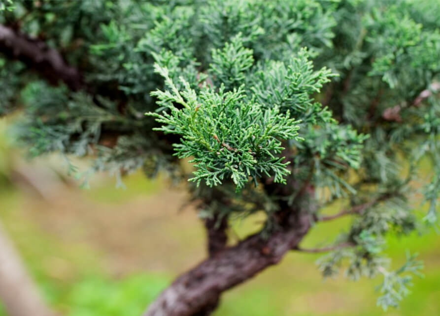 수목장 주목나무