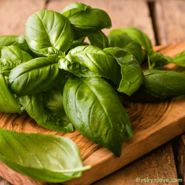 바질 (Basil) 바질 오일