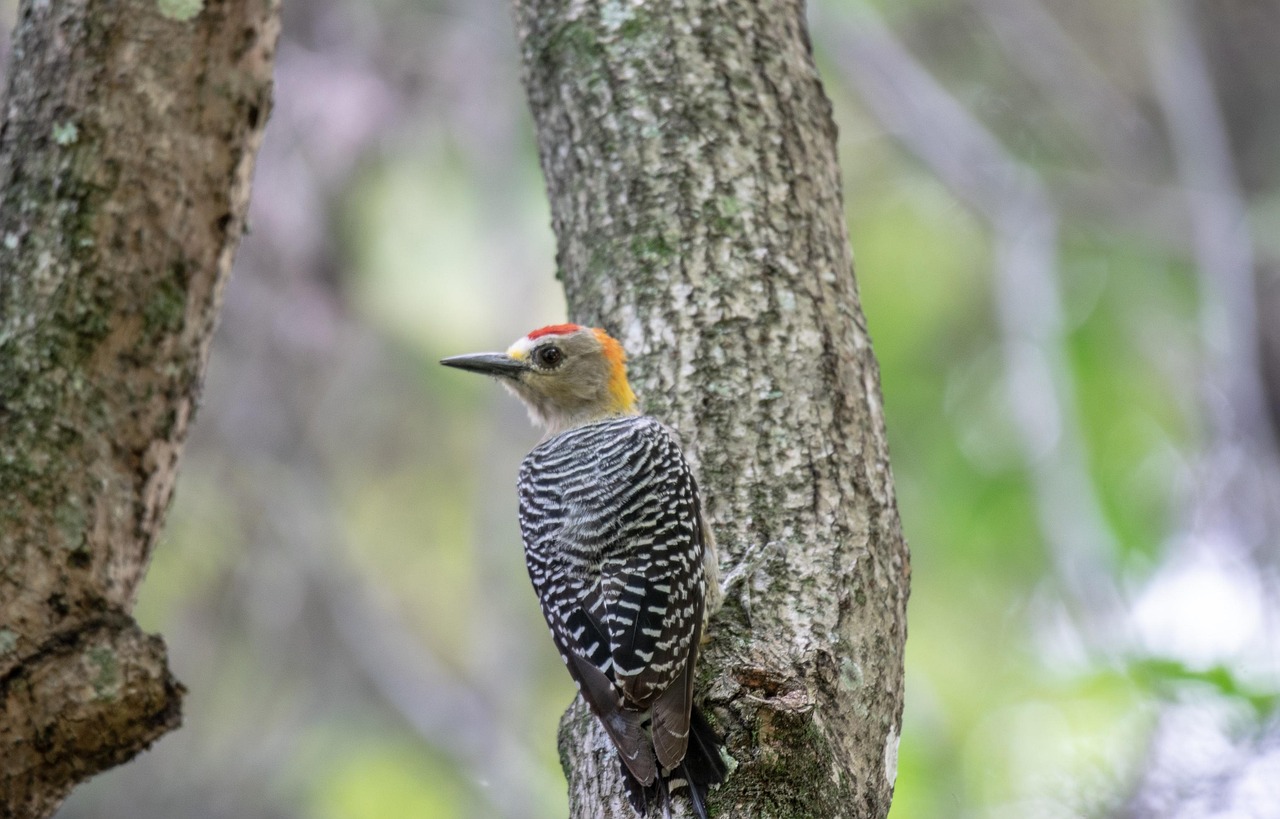 호프만 딱따구리