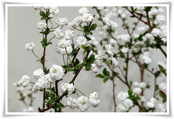 &quot;설유화&quot; 눈꽃보다 아름다운 꽃, 봄을 깨우는 순백의 기적!