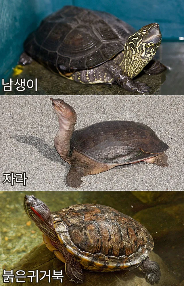 우리나라 토종 거북 자라와 남생이 생태 특성 비교_1