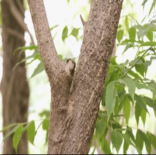 황벽나무 효능 및 주요 성분 활용법과 주의사항