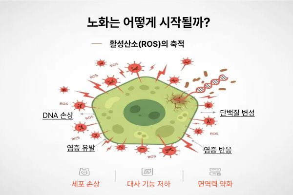 활성산소가 축적이 되면서 DNA손상,단백질 변성, 염증유발 및 염증 반응으로 인해 (세포 손상, 대사 기능 저하,면역력 약화 등)노화가 시작된다는 인포그래픽 이미지입니다.
