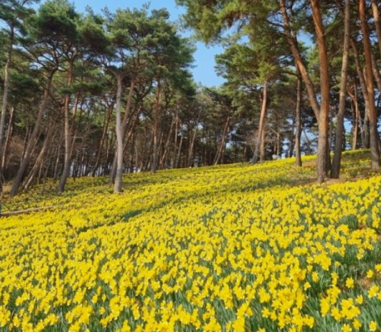 전국수선화명소
