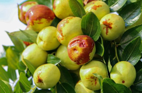 사과 대추 효능과 사과 대추 수확 시기