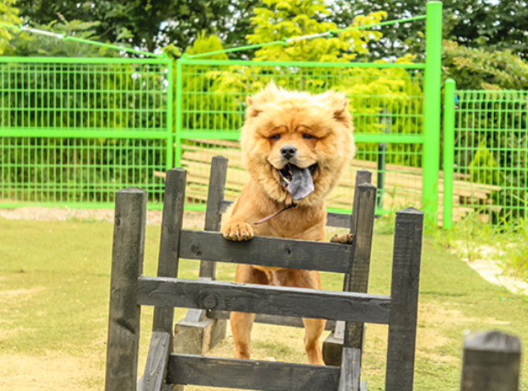 팜카밀레 허브농원