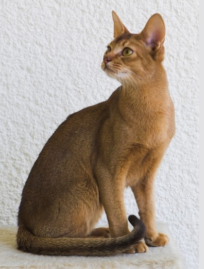 아비시니안 고양이