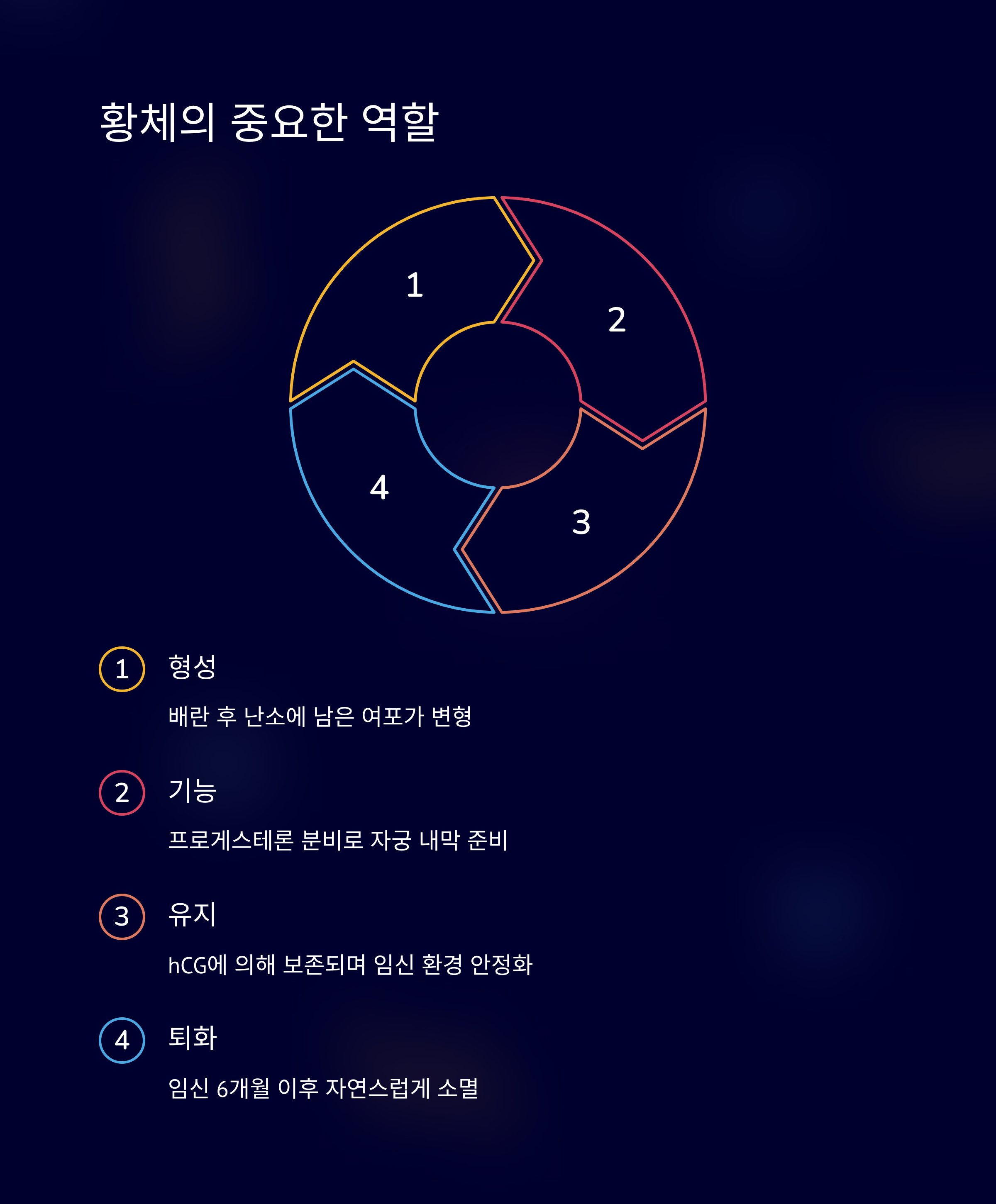 황체의 중요한 역할(형성, 기능, 유지, 퇴화)을 원형 다이어그램으로 설명한 인포그래픽 이미지