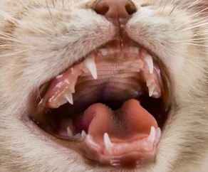 고양이 구내염/출처:어도비스톡