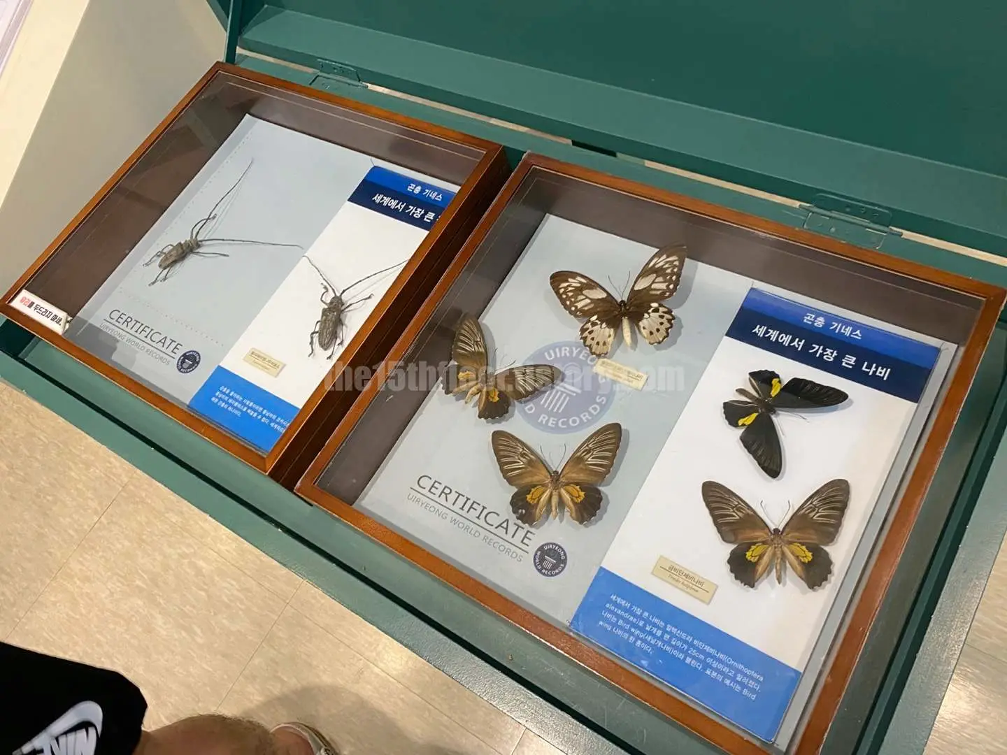 경남 의령 &amp;#39;의령 곤충생태학습관&amp;#39; (2층 &amp;#39;곤충 탐구관&amp;#39;)