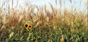 억새 갈대 차이