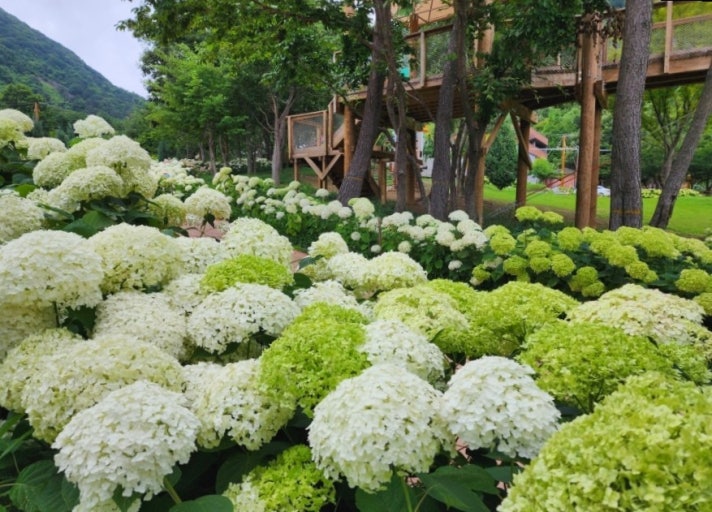 [6월 축제]2025 월아산 수국 수국 페스티벌❘기간, 일정, 체험 프로그램 및 공연 정리