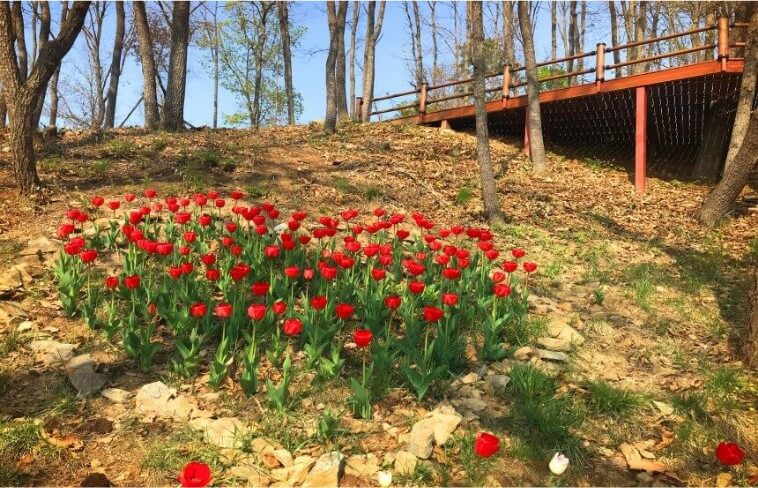 고대산자연휴양림 전망대 튤립하트