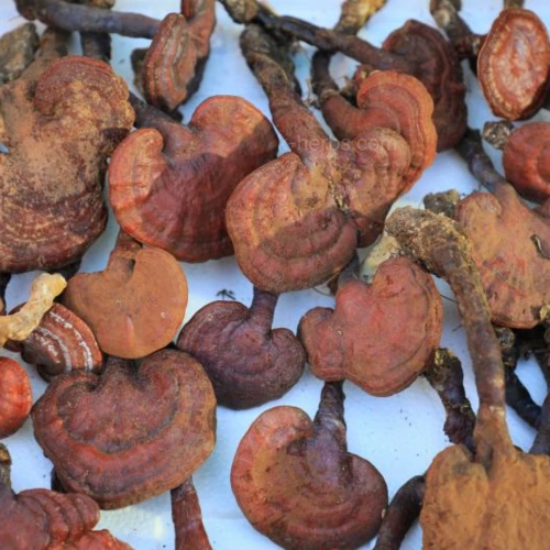 채취한 자연산 영지버섯