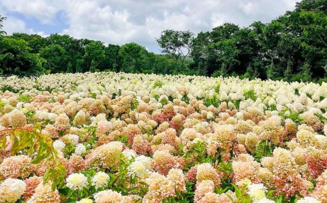 제주 서귀포 유채꽃 & 수국길