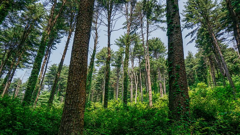 초록의 우거진 숲
