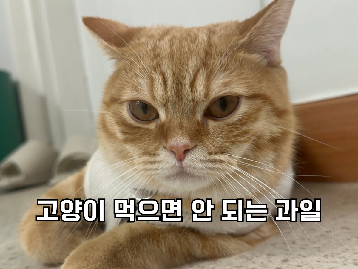 정면을 똑바로 응시하고 있는 주황 고양이 뽀리 앞에 고양이 먹으면 안 되는 과일 이라고 글이 써진 썸네일