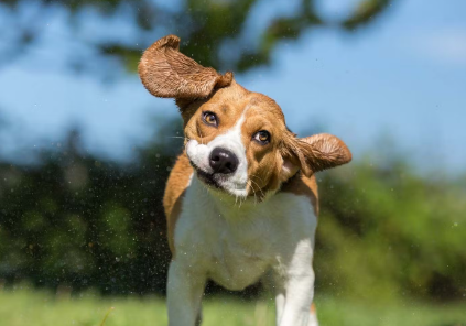 고개를 흔드는 개