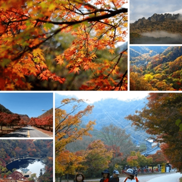 내장산 단풍 절정기