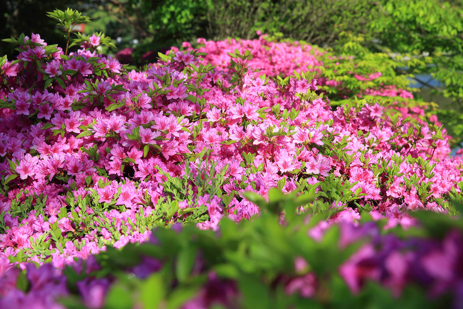 분당중앙공원 철쭉