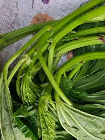 브로콜리니 재배 가지 분지 키우기 연속 수확 물 관리_9