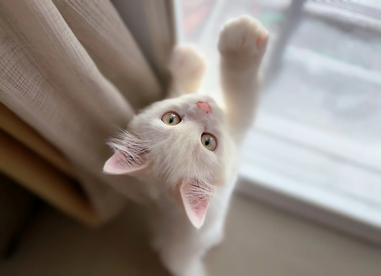 고양이 반려묘