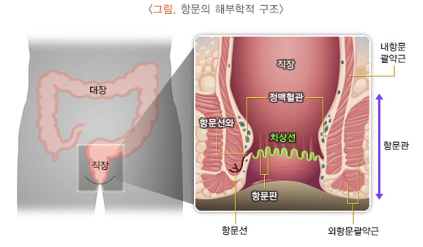 항문의 해부학적 구조