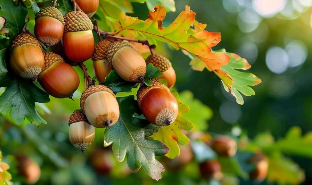 우리나라 11월 날씨 특징