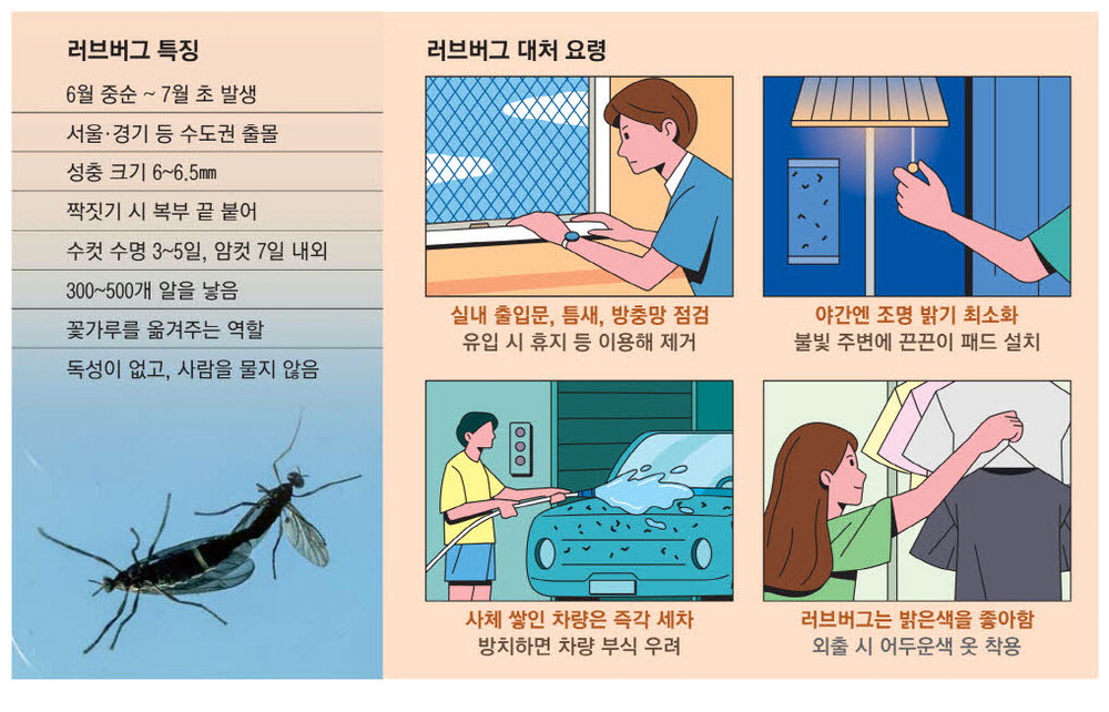 러브버그3