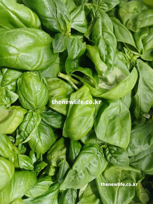 바질 효능 강력한 항산화 베타카로틴 플라보노이드