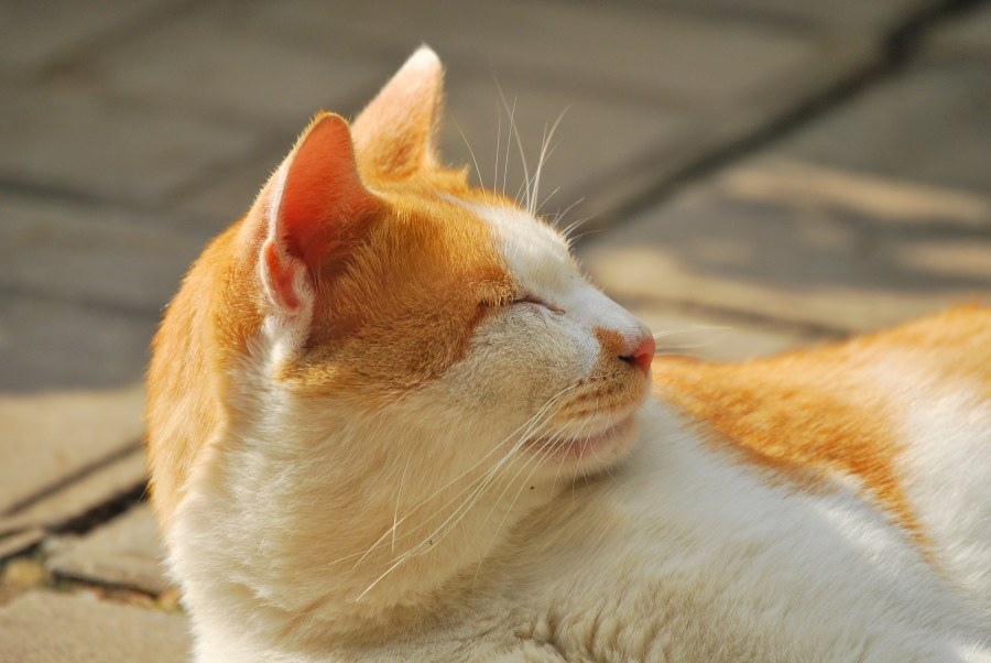 가나안 수양관 고양이