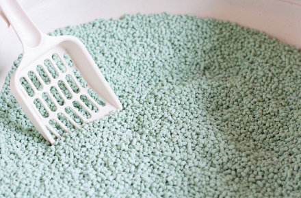 하늘색 고양이 모래.