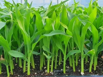 옥수수 키우는 법 품종 파종 수분수 당도 올리는 비결_2