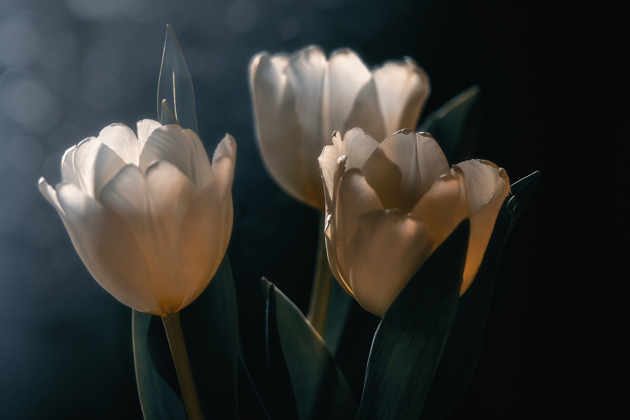 개 꿈 태몽 해몽