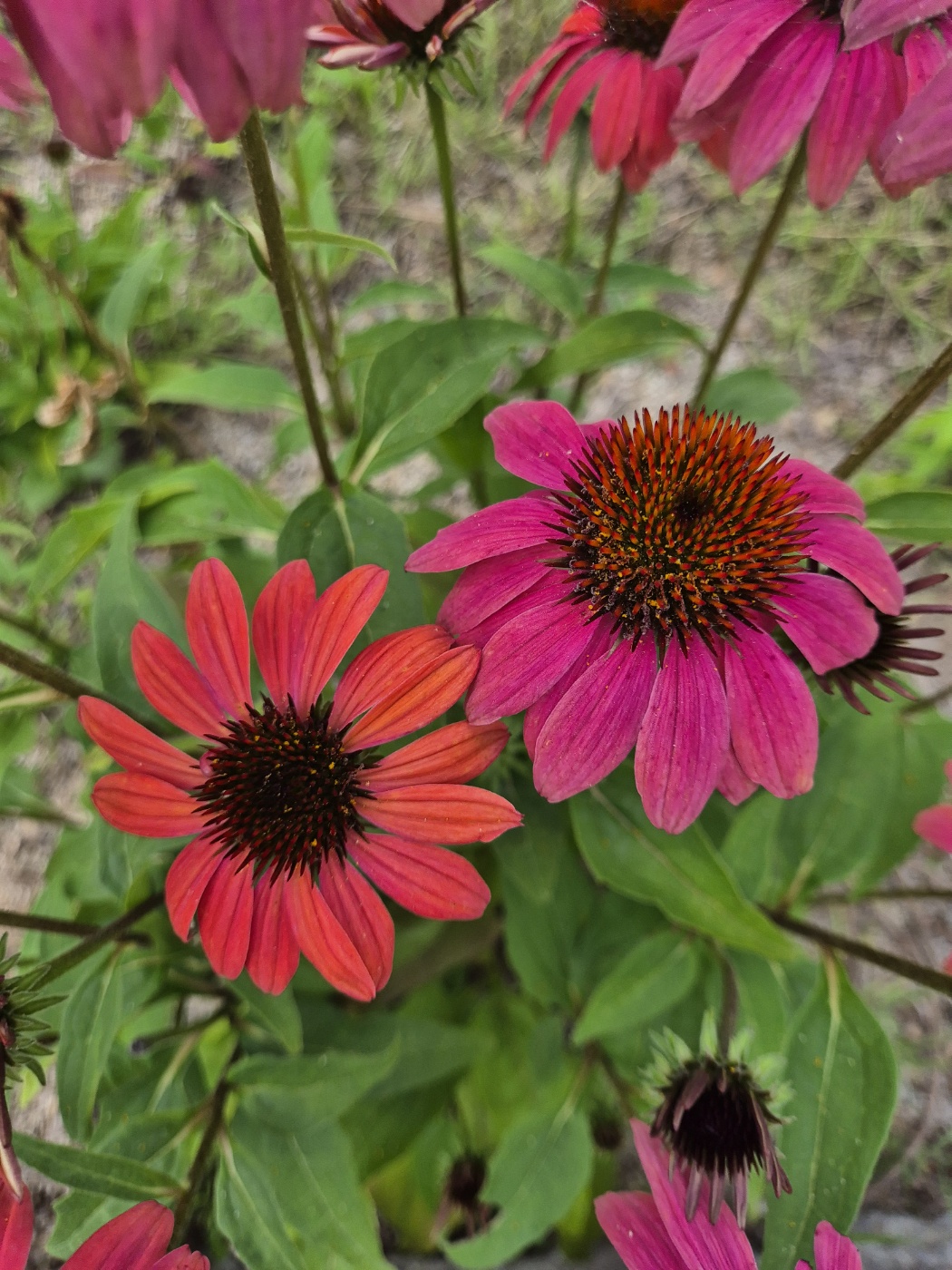 감사 명언 감사 일기