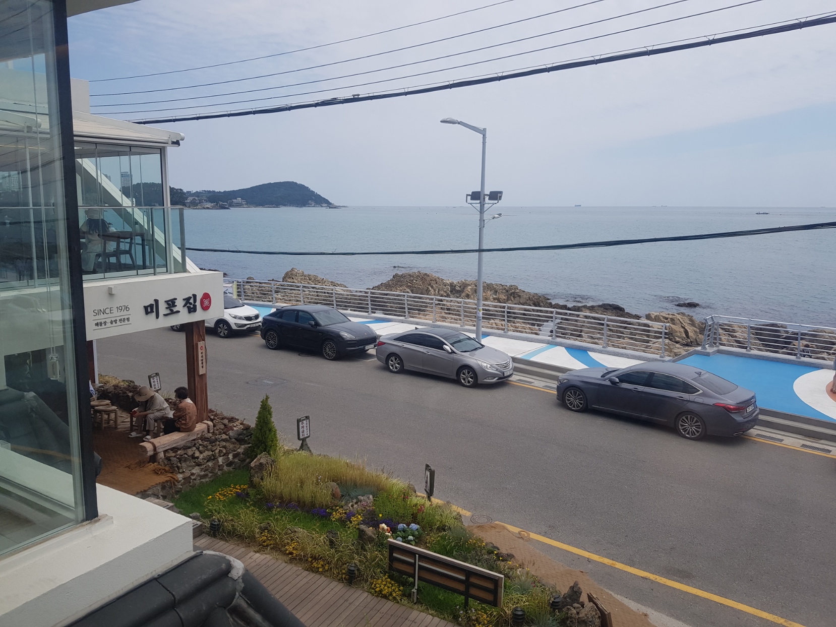 해물장미포집