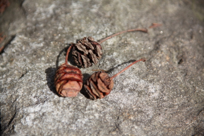 메타세쿼이아 열매1