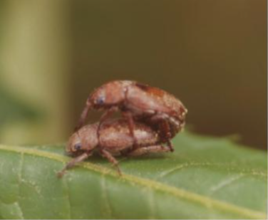 주둥무늬차색풍뎅이