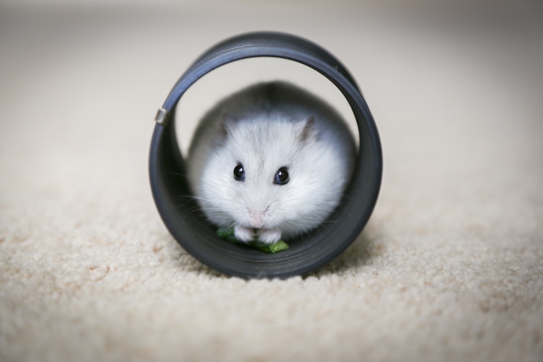 Hamster