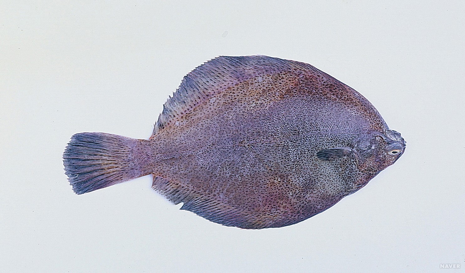 3월 제철음식 총정리